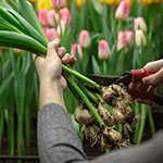 bloembollen dag van de klant klantengeschenken