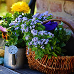 Vergeet-me-nietjes pensioengeschenk